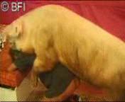 Animal Pig Fuck 2.3gp
